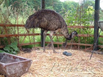 2. obrázek Častolovice - zámek, park a zvěřinec