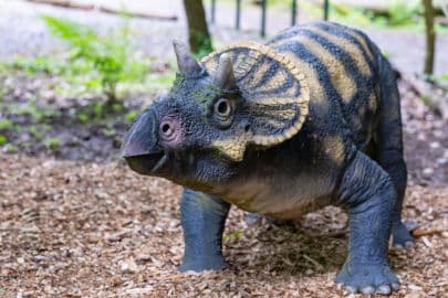 4. obrázek DinoPark ZOO Košice