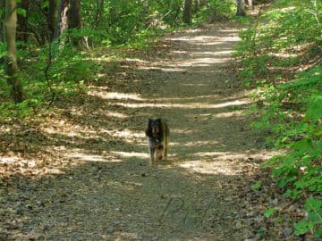 6. obrázek Lesní klub Domeček - školka - Zlín