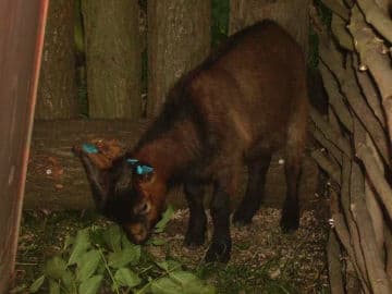 7. obrázek Muzeum Keltů Dobšice - Nymburk