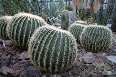 2. obrázek Botanická zahrada Liberec