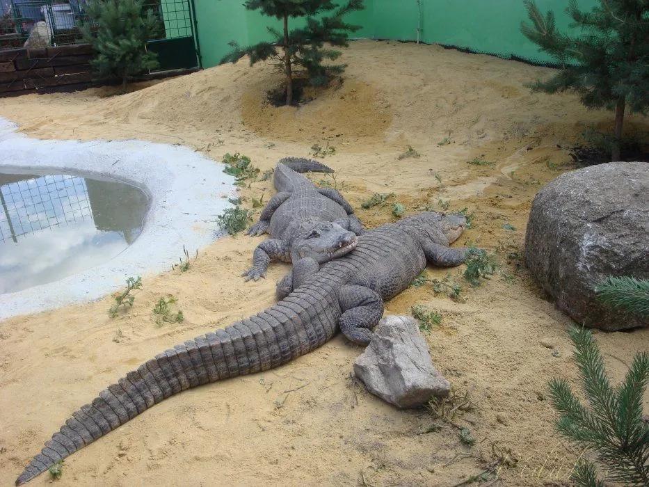 1. obrázek Fotopark krokodýlů- Dolní Rožínka