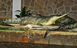 3. obrázek Krokodýlí ZOO Protivín