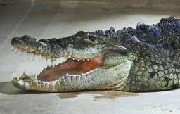 5. obrázek Krokodýlí ZOO Protivín