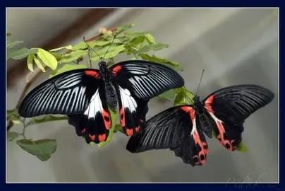 Obrázek Motýlí dům Žírovice