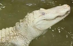 1. obrázek Krokodýlí ZOO Protivín