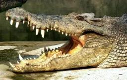 6. obrázek Krokodýlí ZOO Protivín
