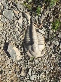 4. obrázek Výlet naučnou stezkou po stopách trilobita na Hrad Týřov 