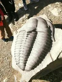 1. obrázek Výlet naučnou stezkou po stopách trilobita na Hrad Týřov 