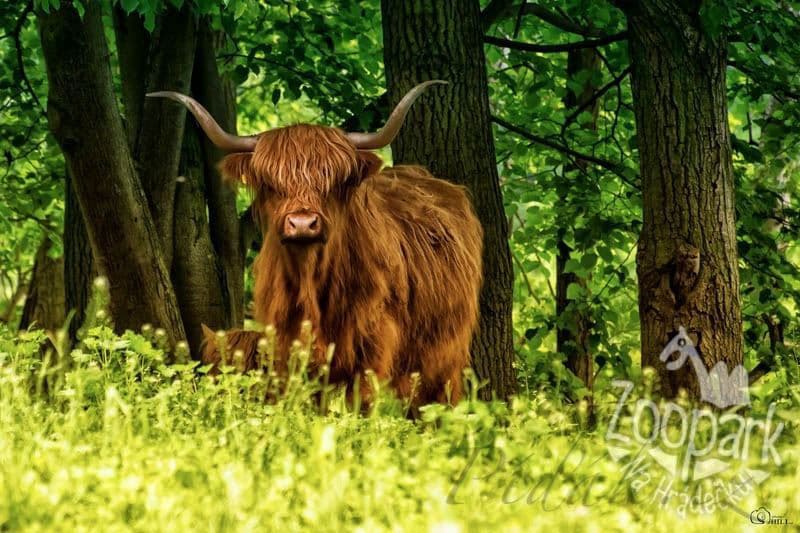 1. obrázek Zoopark Na Hrádečku - Jindřichův Hradec 1. obrázek Zoopark Na Hrádečku - Jindřichův Hradec