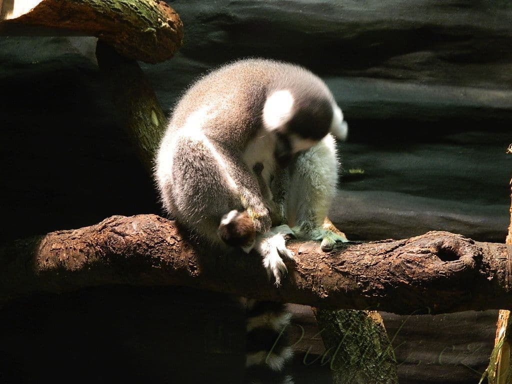 1. obrázek Terárium - Dubeč - Praha 1. obrázek Terárium - Dubeč - Praha