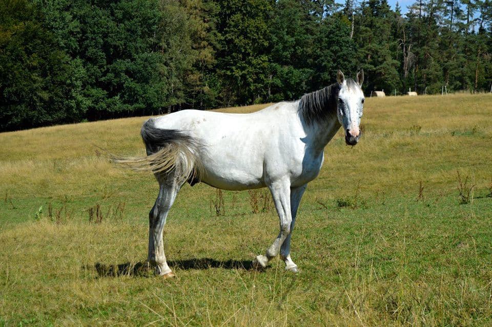 1. obrázek Farma Rybníček 1. obrázek Farma Rybníček