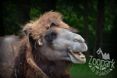 5. obrázek Zoopark Na Hrádečku - Jindřichův Hradec 5. obrázek Zoopark Na Hrádečku - Jindřichův Hradec