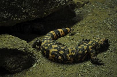 8. obrázek Terárium - Dubeč - Praha 8. obrázek Terárium - Dubeč - Praha