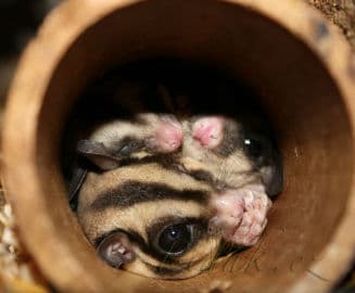 2. obrázek Terárium - Dubeč - Praha 2. obrázek Terárium - Dubeč - Praha