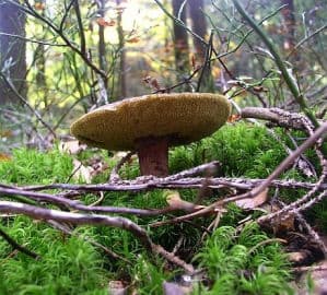 6. obrázek V mechu a kapradí- Klánovice- Praha 6. obrázek V mechu a kapradí- Klánovice- Praha