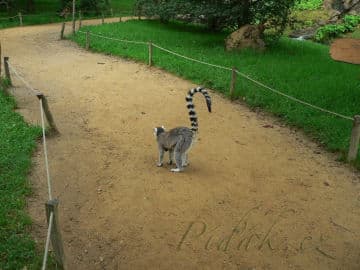 11. obrázek ZOO Zlín - Zámek Lešná- Zoo bez mříží 11. obrázek ZOO Zlín - Zámek Lešná- Zoo bez mříží
