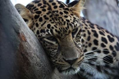 9. obrázek Zoo Dvorec - České Budějovice 9. obrázek Zoo Dvorec - České Budějovice