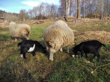 6. obrázek Penzion pod pralesem- Prachatice 6. obrázek Penzion pod pralesem- Prachatice