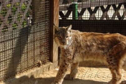 4. obrázek Zoo koutek Malá Chuchle- Praha 4. obrázek Zoo koutek Malá Chuchle- Praha