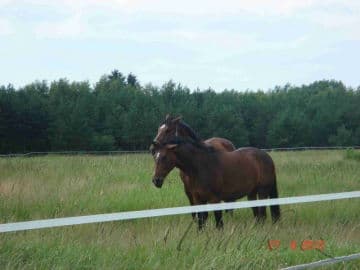 3. obrázek Dolton Ranch - Svojetice 3. obrázek Dolton Ranch - Svojetice