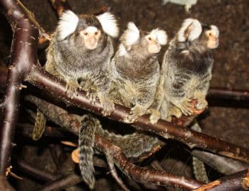 3. obrázek Terárium - Dubeč - Praha 3. obrázek Terárium - Dubeč - Praha