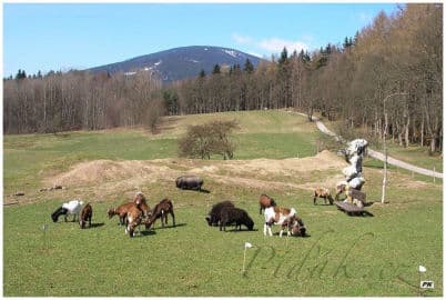 2. obrázek Farmapark Muchomůrka - Trutnov 2. obrázek Farmapark Muchomůrka - Trutnov