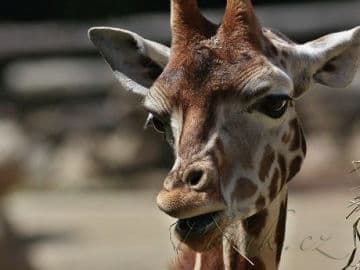 4. obrázek ZOO Zlín - Zámek Lešná- Zoo bez mříží 4. obrázek ZOO Zlín - Zámek Lešná- Zoo bez mříží