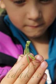 7. obrázek Malý strom- Lesní mateřská škola- Brno 7. obrázek Malý strom- Lesní mateřská škola- Brno