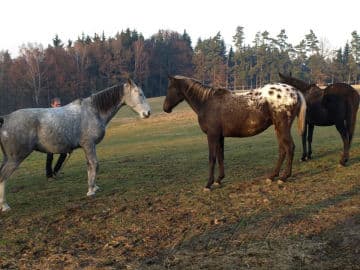 6. obrázek Farma Rybníček 6. obrázek Farma Rybníček