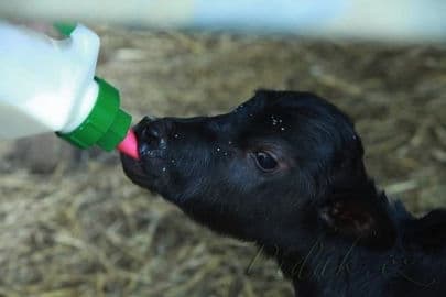 8. obrázek Zoo Dvorec - České Budějovice 8. obrázek Zoo Dvorec - České Budějovice