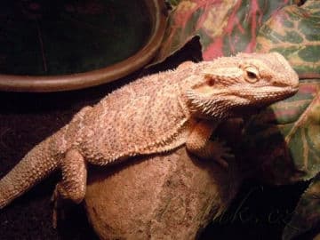 6. obrázek Mini Zoo Štramberk Aqua Terra 6. obrázek Mini Zoo Štramberk Aqua Terra