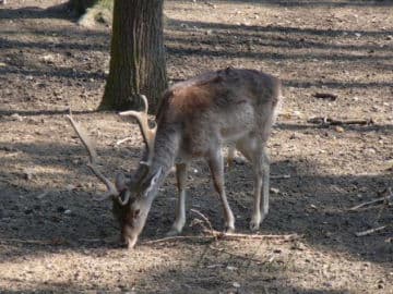 3. obrázek Zoo koutek Malá Chuchle- Praha 3. obrázek Zoo koutek Malá Chuchle- Praha