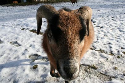 2. obrázek Statek Javořice 2. obrázek Statek Javořice