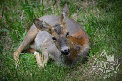 2. obrázek Zoopark Na Hrádečku - Jindřichův Hradec 2. obrázek Zoopark Na Hrádečku - Jindřichův Hradec