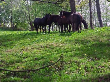 7. obrázek Penzion pod pralesem- Prachatice 7. obrázek Penzion pod pralesem- Prachatice