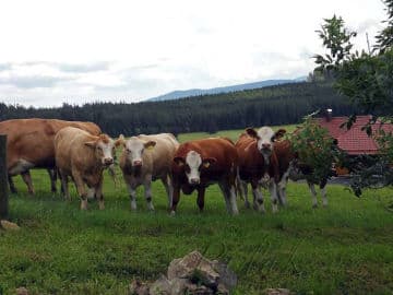 8. obrázek Penzion pod pralesem- Prachatice 8. obrázek Penzion pod pralesem- Prachatice