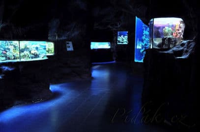 6. obrázek Mořský svět - Praha 6. obrázek Mořský svět - Praha