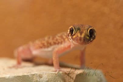 4. obrázek Terárium - Dubeč - Praha 4. obrázek Terárium - Dubeč - Praha