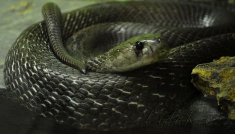 7. obrázek Terárium - Dubeč - Praha 7. obrázek Terárium - Dubeč - Praha