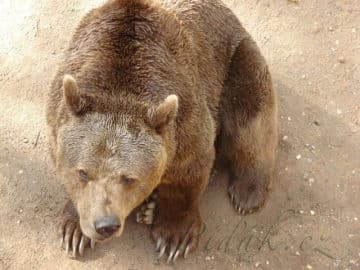 4. obrázek ZOO Plzeň 4. obrázek ZOO Plzeň