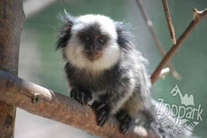 4. obrázek Zoopark Na Hrádečku - Jindřichův Hradec 4. obrázek Zoopark Na Hrádečku - Jindřichův Hradec