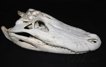 12. obrázek Krokodýlí ZOO Protivín 12. obrázek Krokodýlí ZOO Protivín