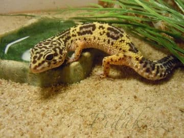 9. obrázek Mini Zoo Štramberk Aqua Terra 9. obrázek Mini Zoo Štramberk Aqua Terra