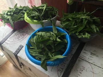 4. obrázek Pesto z medvědího česneku by Romča 4. obrázek Pesto z medvědího česneku by Romča