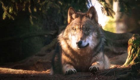 Obrázek Zvířecí park Bavorský les – Bayerwald-Tierpark Lohberg, Německo