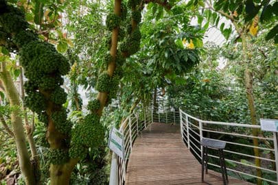 Obrázek Botanická zahrada Teplice a skleník Tropicana
