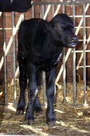 4. obrázek Zoo Dvorec - České Budějovice 4. obrázek Zoo Dvorec - České Budějovice