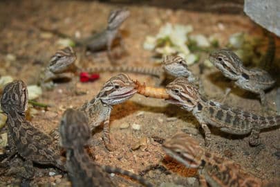 6. obrázek Terárium - Dubeč - Praha 6. obrázek Terárium - Dubeč - Praha