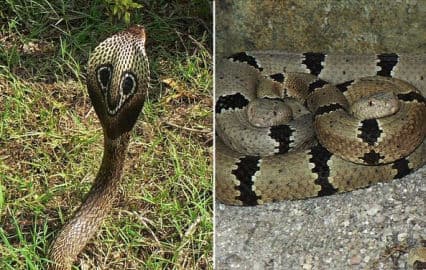 10. obrázek Krokodýlí ZOO Protivín 10. obrázek Krokodýlí ZOO Protivín